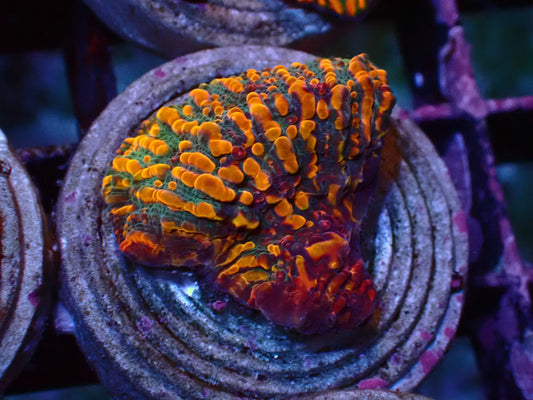 CC Cloudberry Chalice | WYSIWYG
