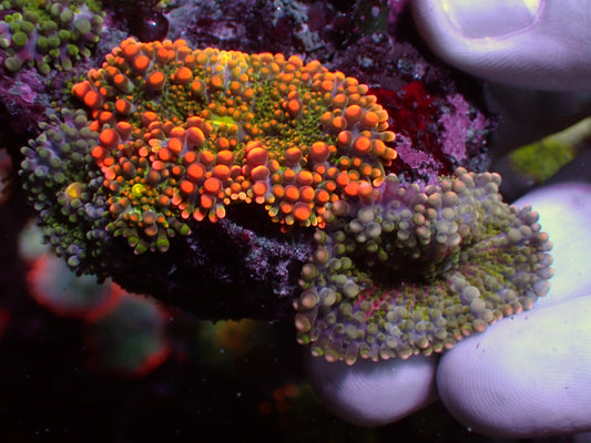 Ricordea Yuma "Ultra Mix" | WYSIWYG