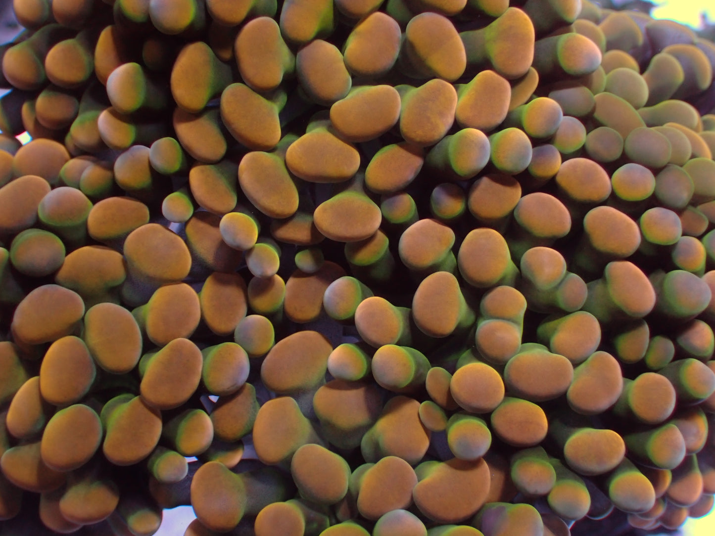 PR Orange/Green Hammer | Ableger