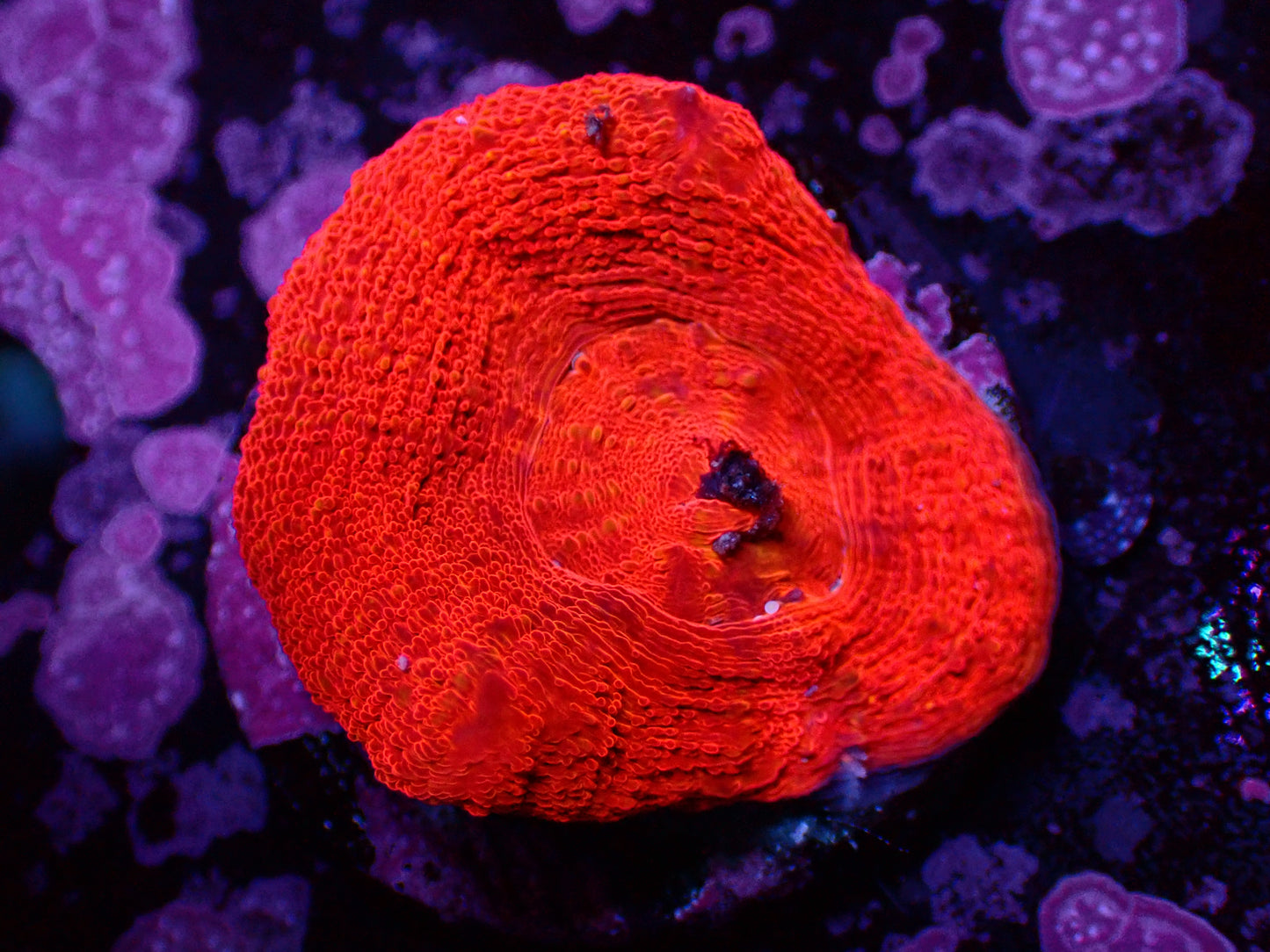 Acanthastrea Bowerbanki Full Red | WYSIWYG