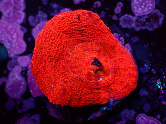 Acanthastrea Bowerbanki Full Red | WYSIWYG