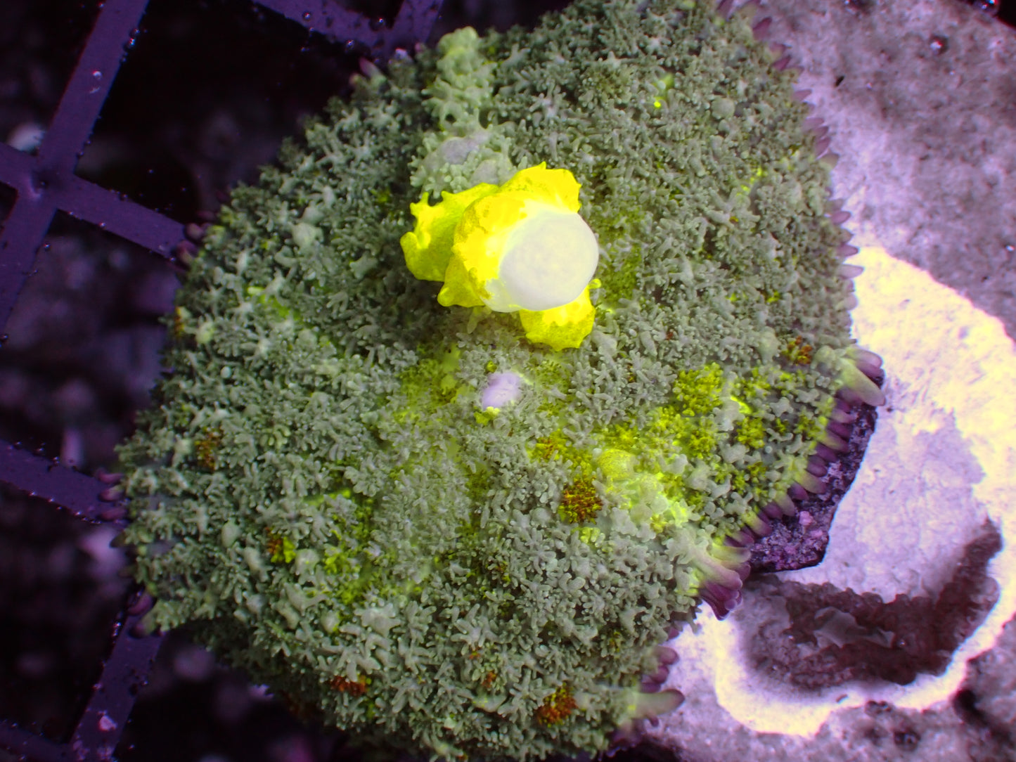 PR Toxic Bounce Mushroom | WYSIWYG