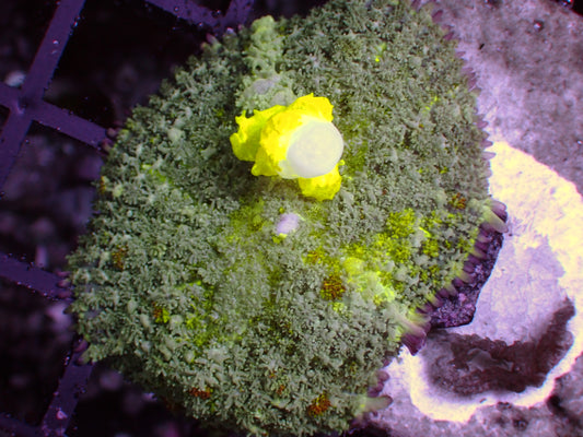 PR Toxic Bounce Mushroom | WYSIWYG