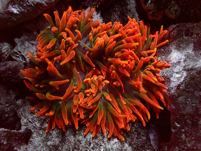 Rare! OG Colorado Sunburst Anemone | WYSIWYG