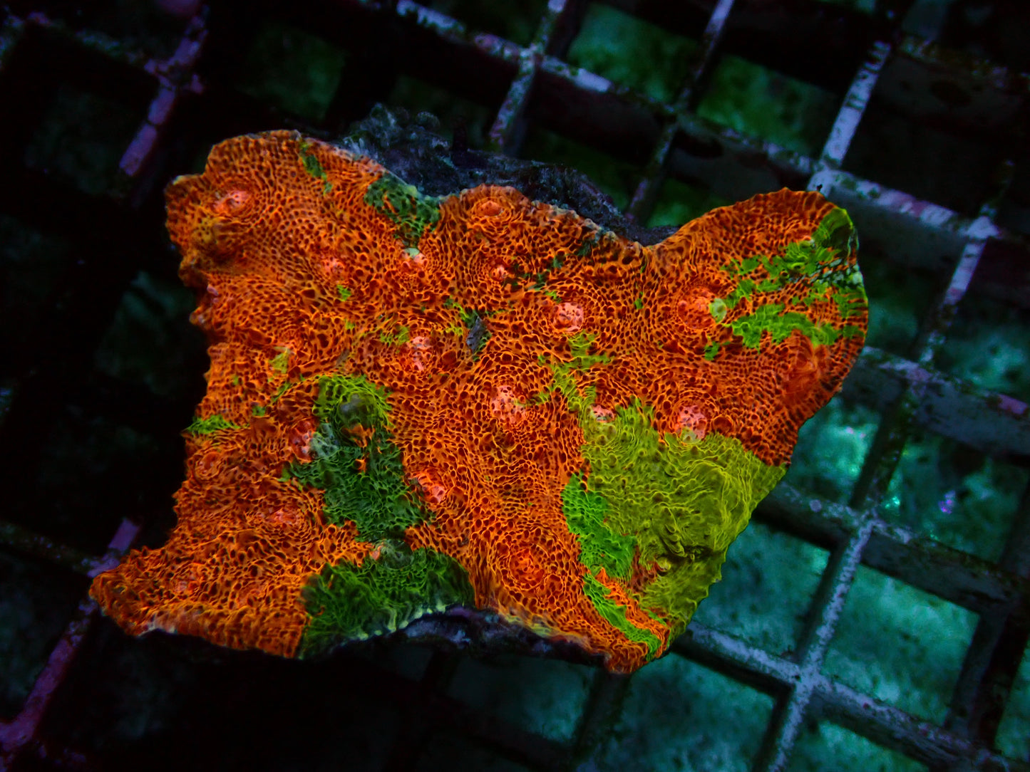 Melting Rainbow Chalice | Colony