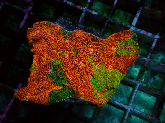 Melting Rainbow Chalice | Colony