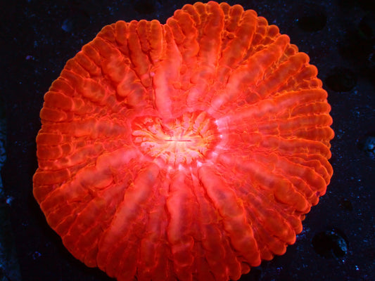 Ultra Red Cynarina | WYSIWYG