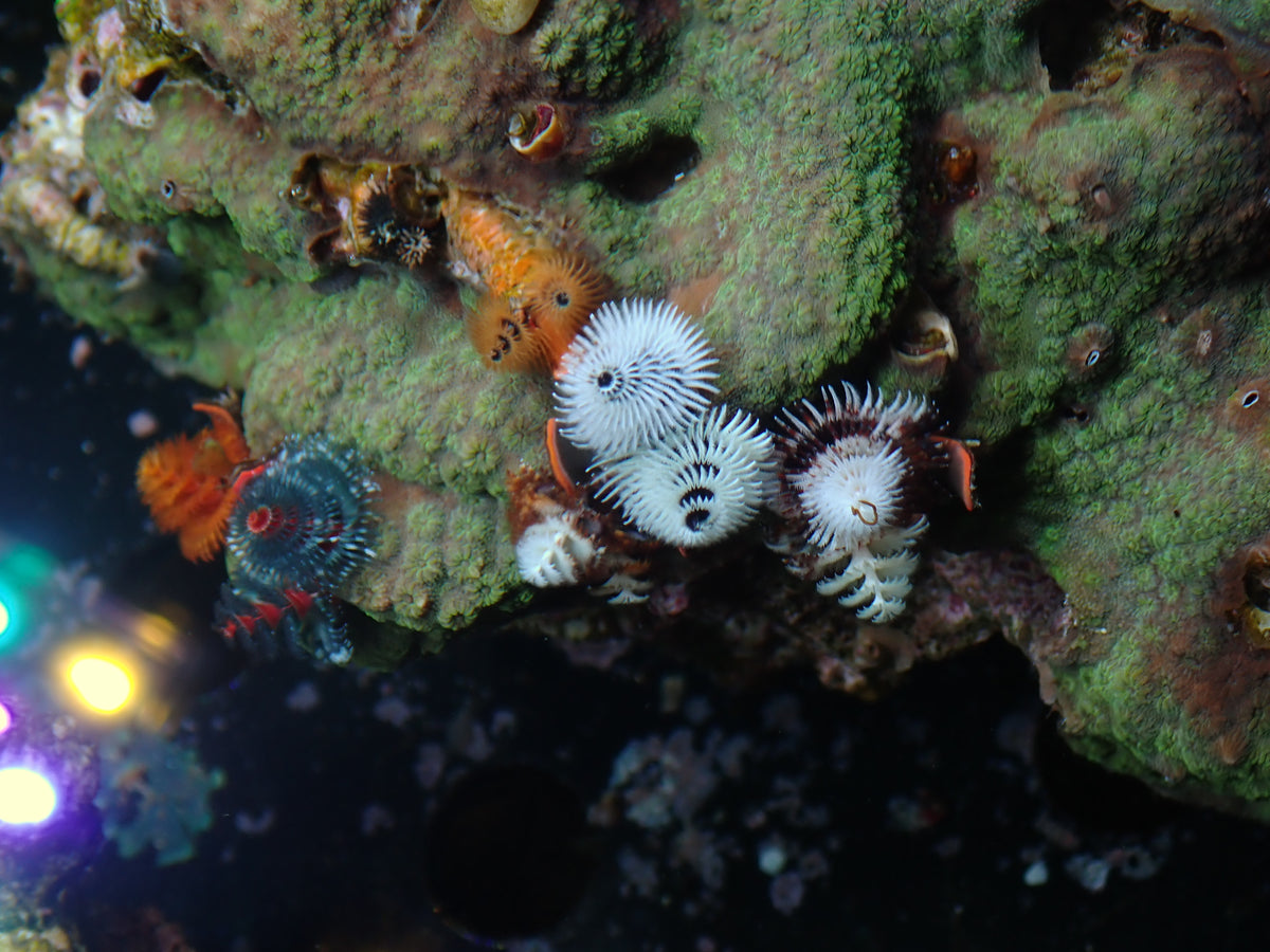 Christmas Tree Worm Rock | WYSIWYG