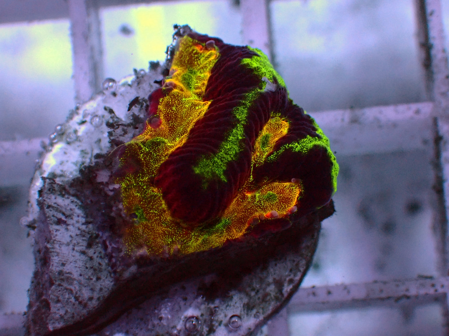 Rare! WWC Awesome Rainbow Platygyra  | WYSIWYG