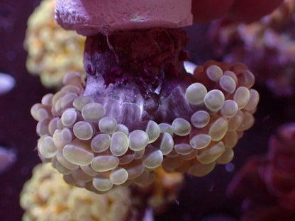 Euphyllia Paraancora Holy Grail | WYSIWYG