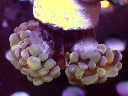 Euphyllia Paraancora Holy Grail | Doublehead