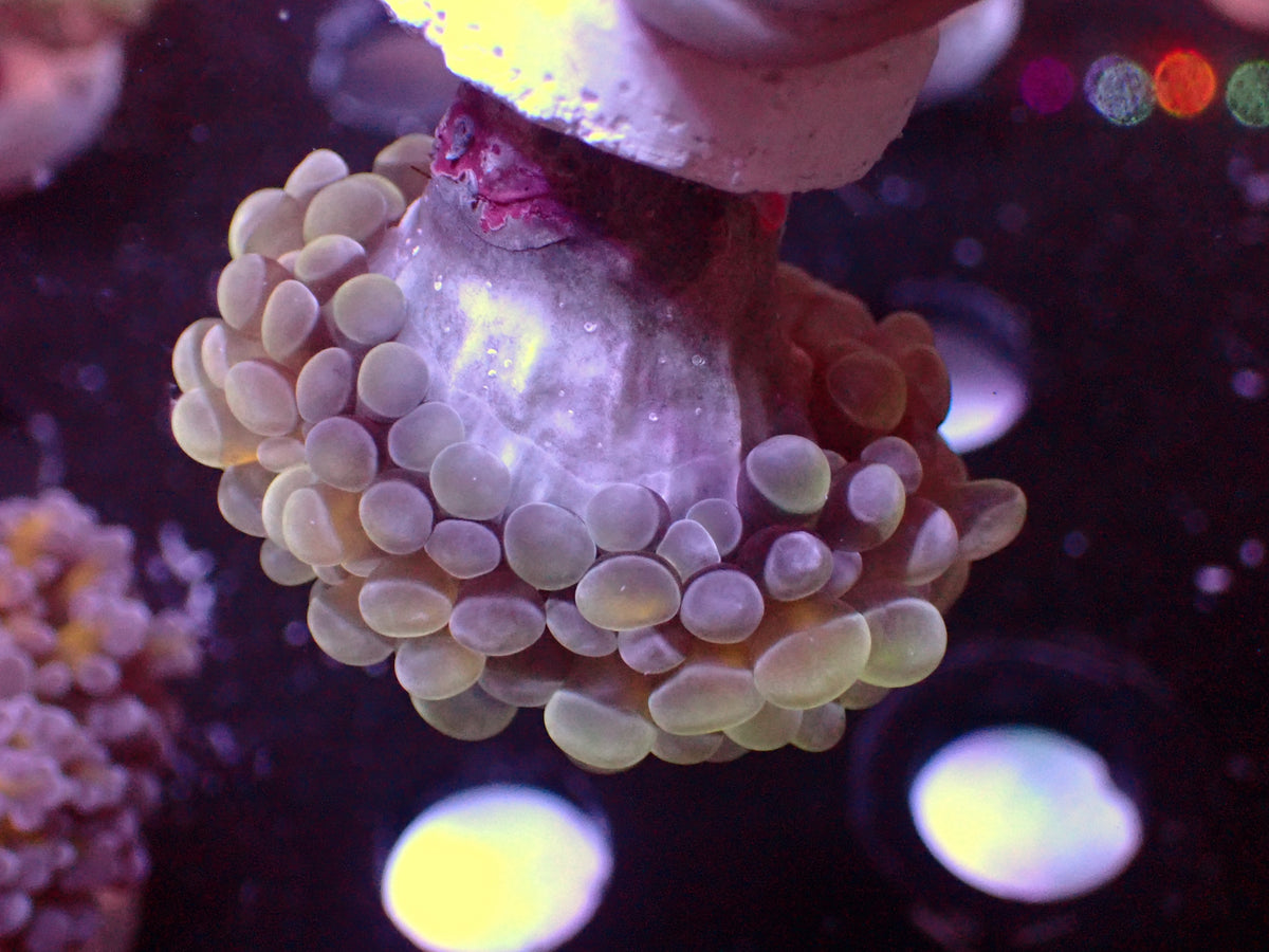 Euphyllia Paraancora Holy Grail | WYSIWYG