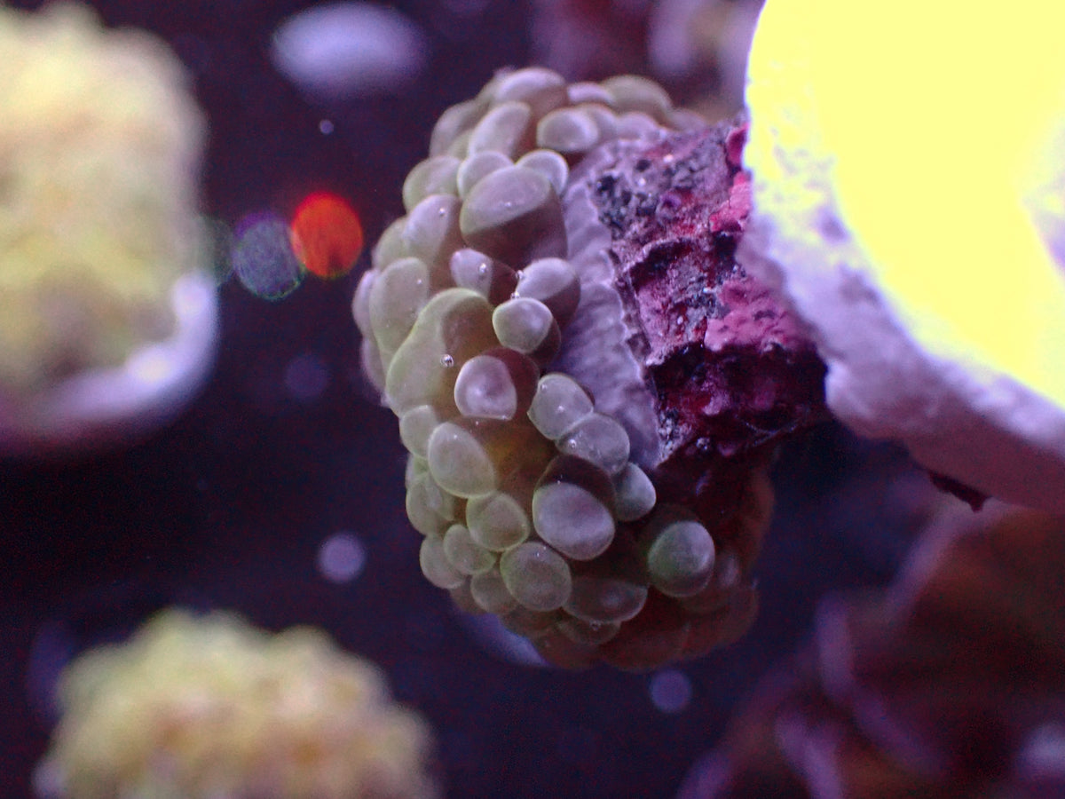 Euphyllia Paraancora Lemon Lime | WYSIWYG
