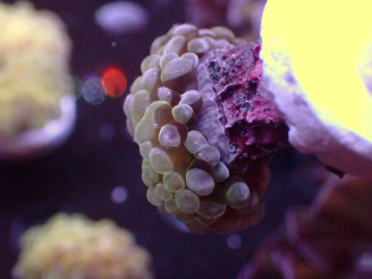Euphyllia Paraancora Lemon Lime | WYSIWYG