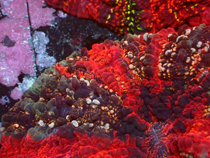 Acanthophyllia Rainbow Gold Dust | WYSIWYG