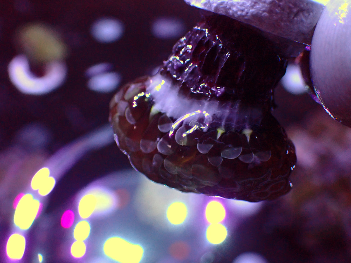 Euphyllia Paraancora Lemon Lime | WYSIWYG