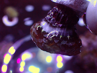 Euphyllia Paraancora Lemon Lime | WYSIWYG