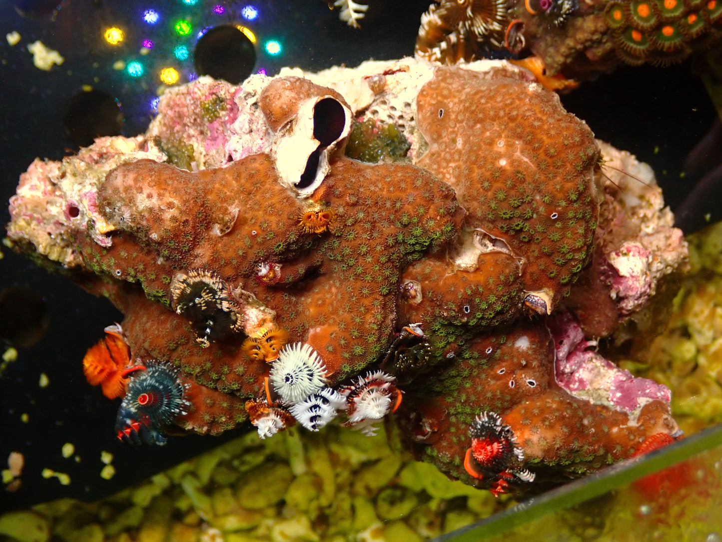 Chistmas Tree Worm Rock | WYSIWYG