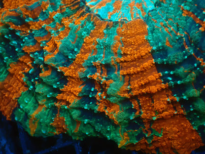 Mastergrade Acanthophyllia | WYSIWYG