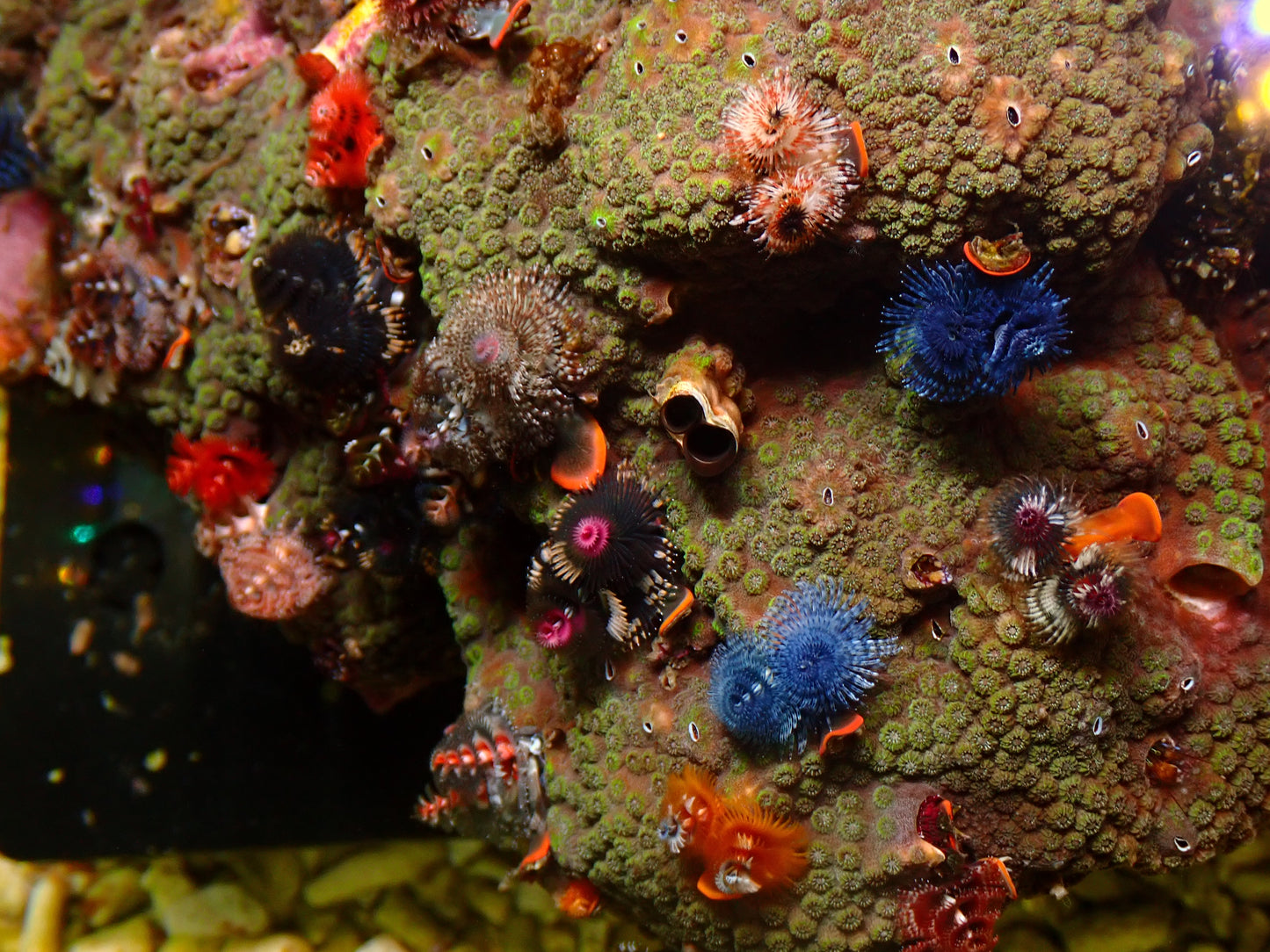 Showpiece! Christmas Tree Worm Rock | WYSIWYG