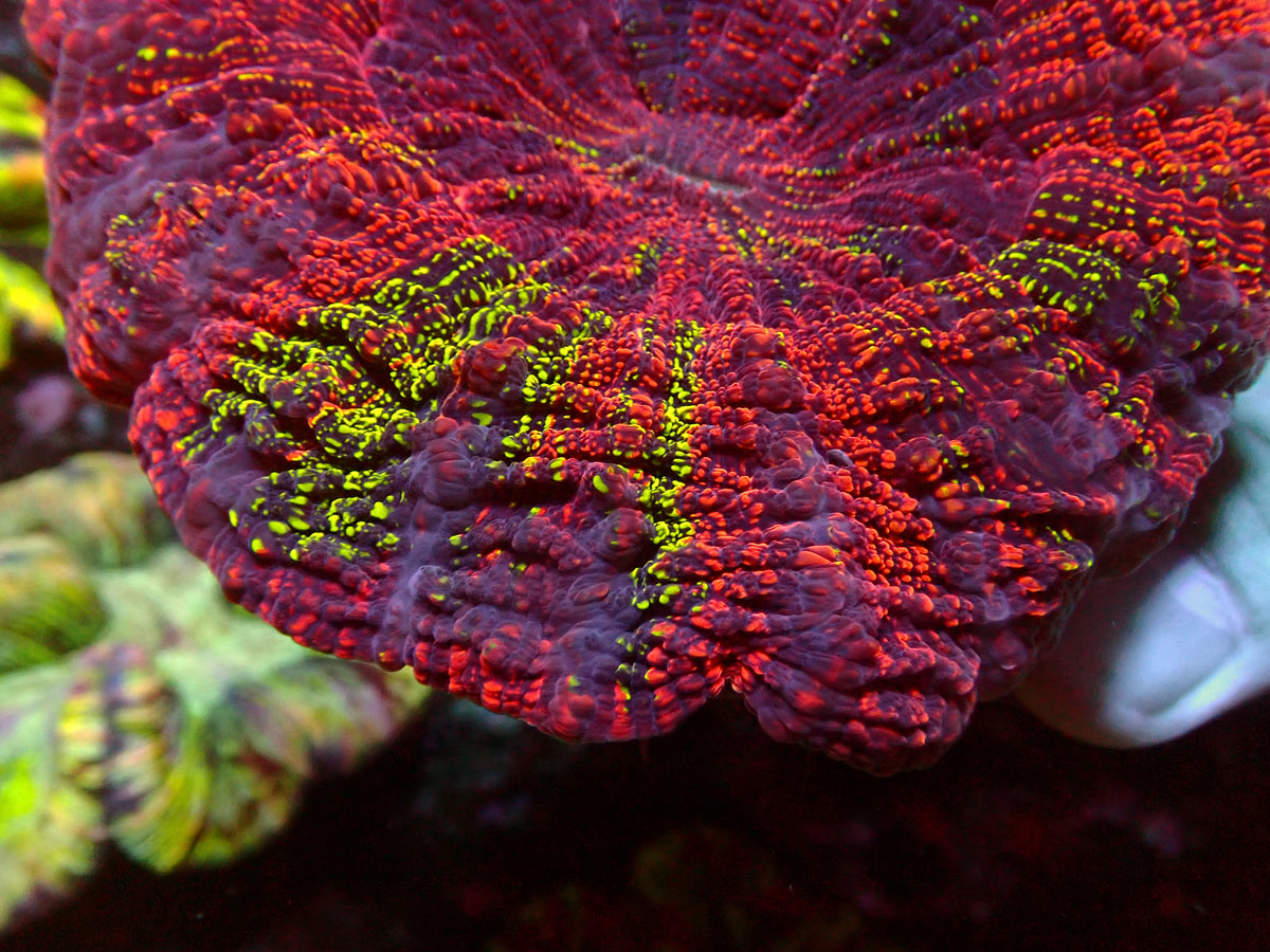 Acanthophyllia Holy Grail | WYSIWYG