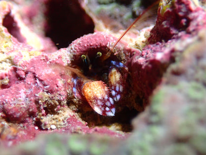 Christmas Tree Worm Rock | WYSIWYG