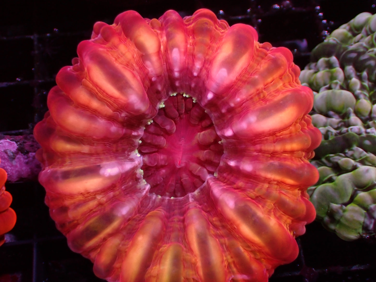 Ultra Cynarina | WYSIWYG