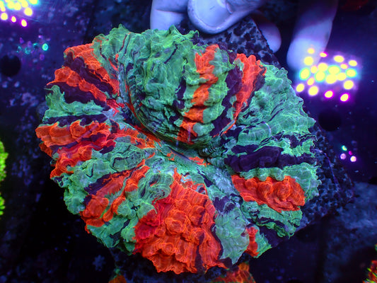 Super Rainbow Acanthophyllia | WYSIWYG