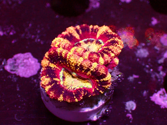 Asian Acan "Crazy Mastegrade" | WYSIWYG