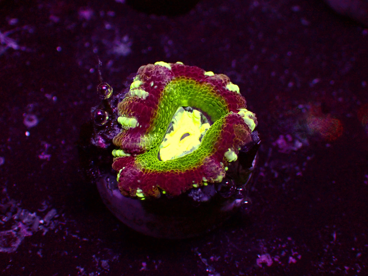 Asian Acan "Candy Cane" | WYSIWYG