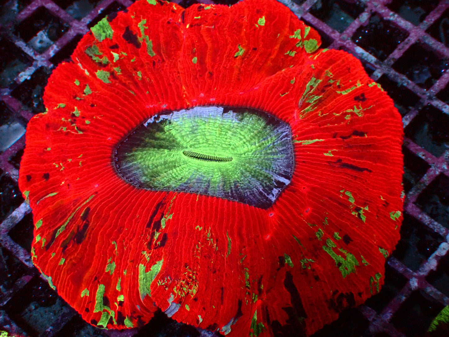 Rainbow Trachyphyllia | WYSIWYG