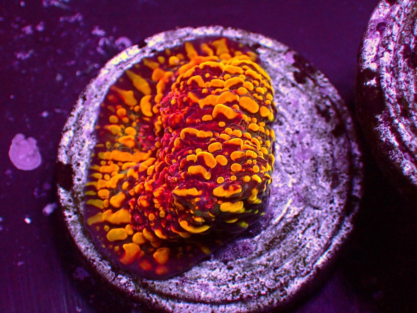 CC Cloudberry Chalice | WYSIWYG