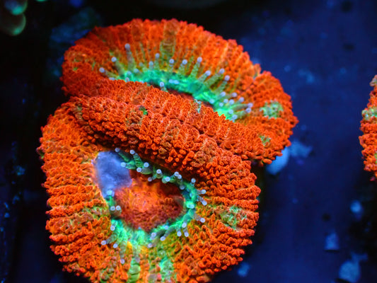 Acanthastrea Lordhowensis "Ultra Aussie" | WYSIWYG