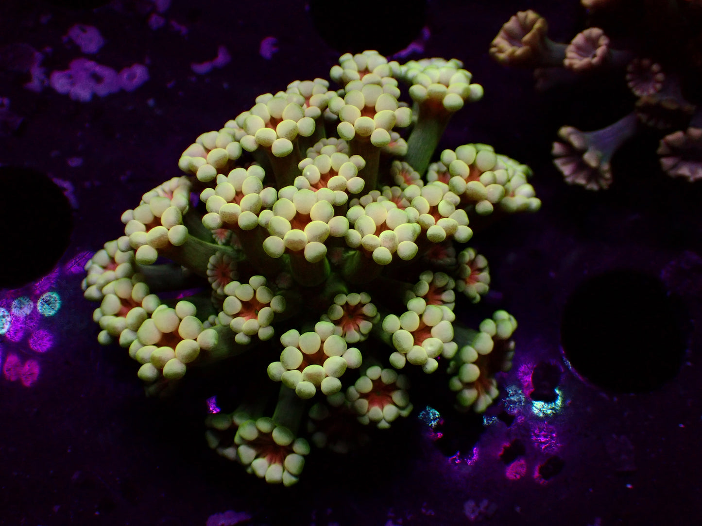 Alveopora "Green/White/Orange Center" | WYSIWYG