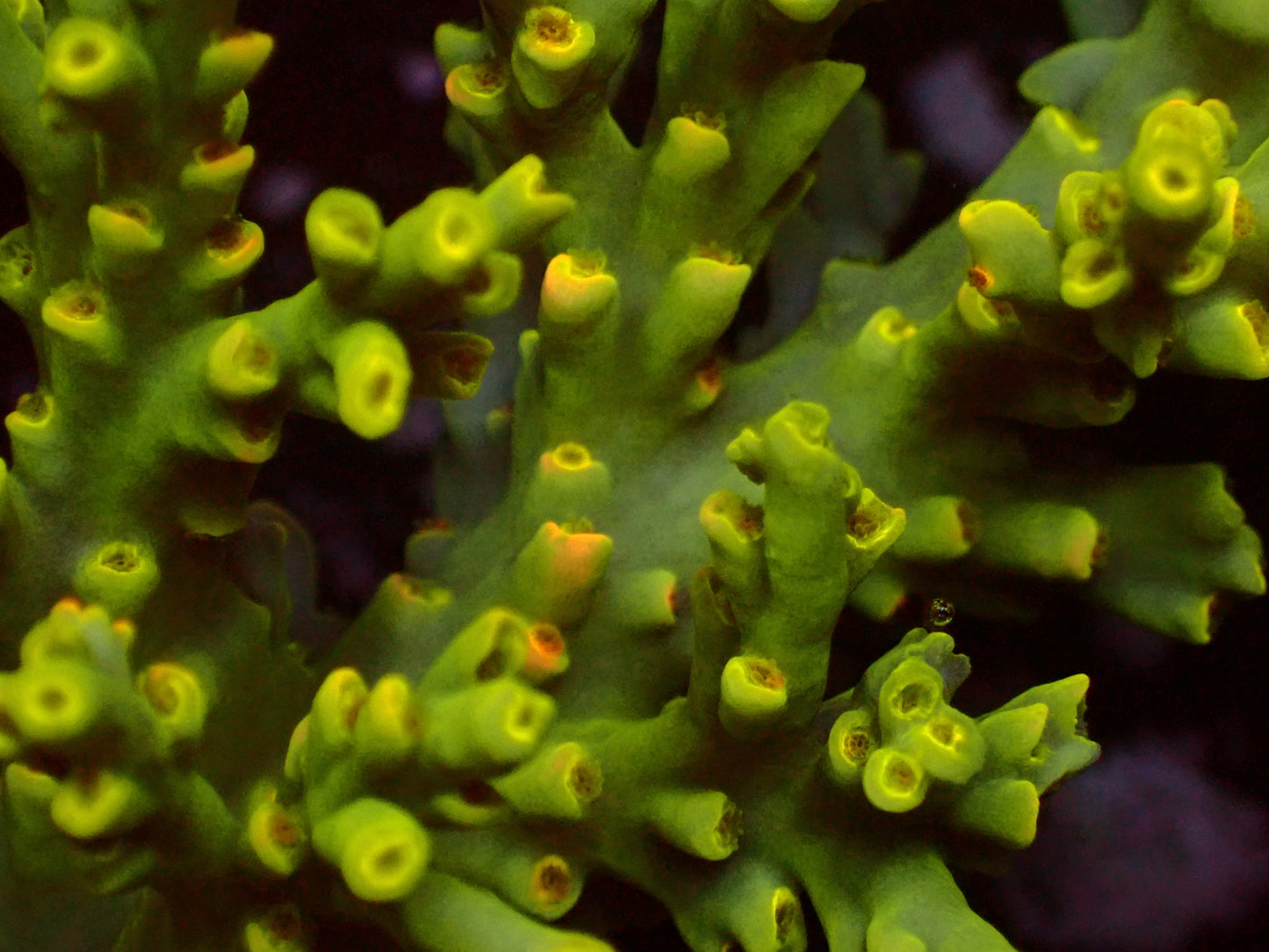 Acropora Speciosa "Flaming Sunrise" | Kolonie
