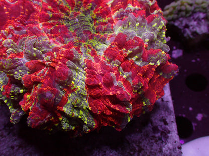 SUPER RAINBOW GALAXY Acanthophyllia | WYSIWYG