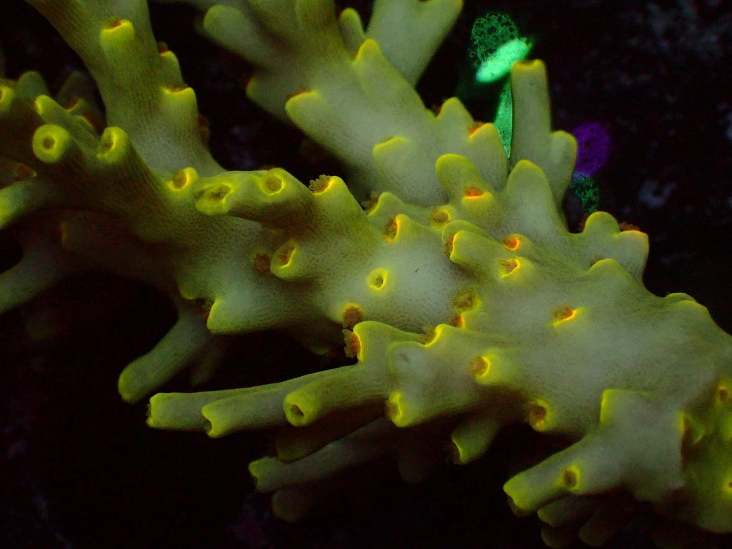 Acropora Speciosa "Flaming Sunrise" | Kolonie