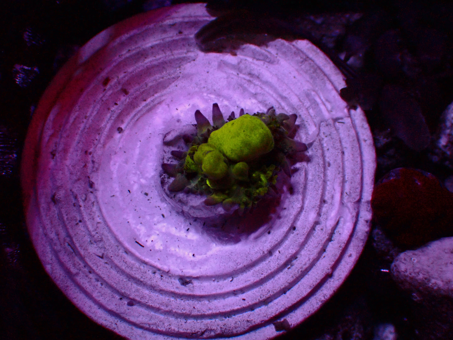 PR Biohazard Bounce Mushroom | WYSIWYG
