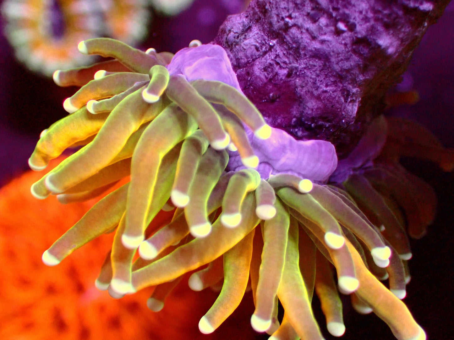 OG Banana Torch | WYSIWYG