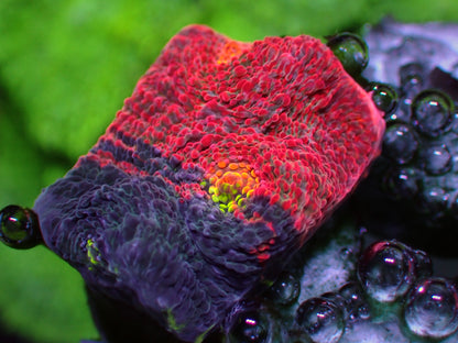 First Release! PR Crazy Bugatti Chalice | WYSIWYG