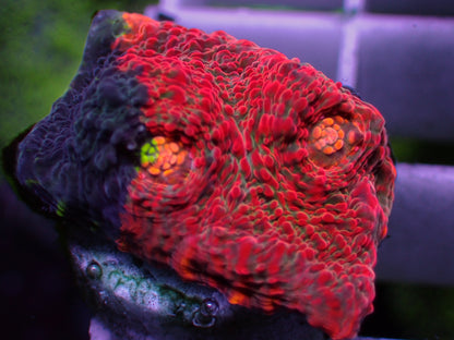 First Release! PR Crazy Bugatti Chalice | WYSIWYG