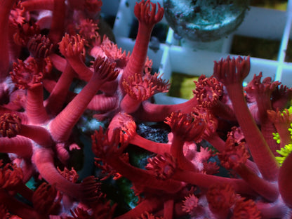 PR OG Red Grafted Goniopora | Ableger