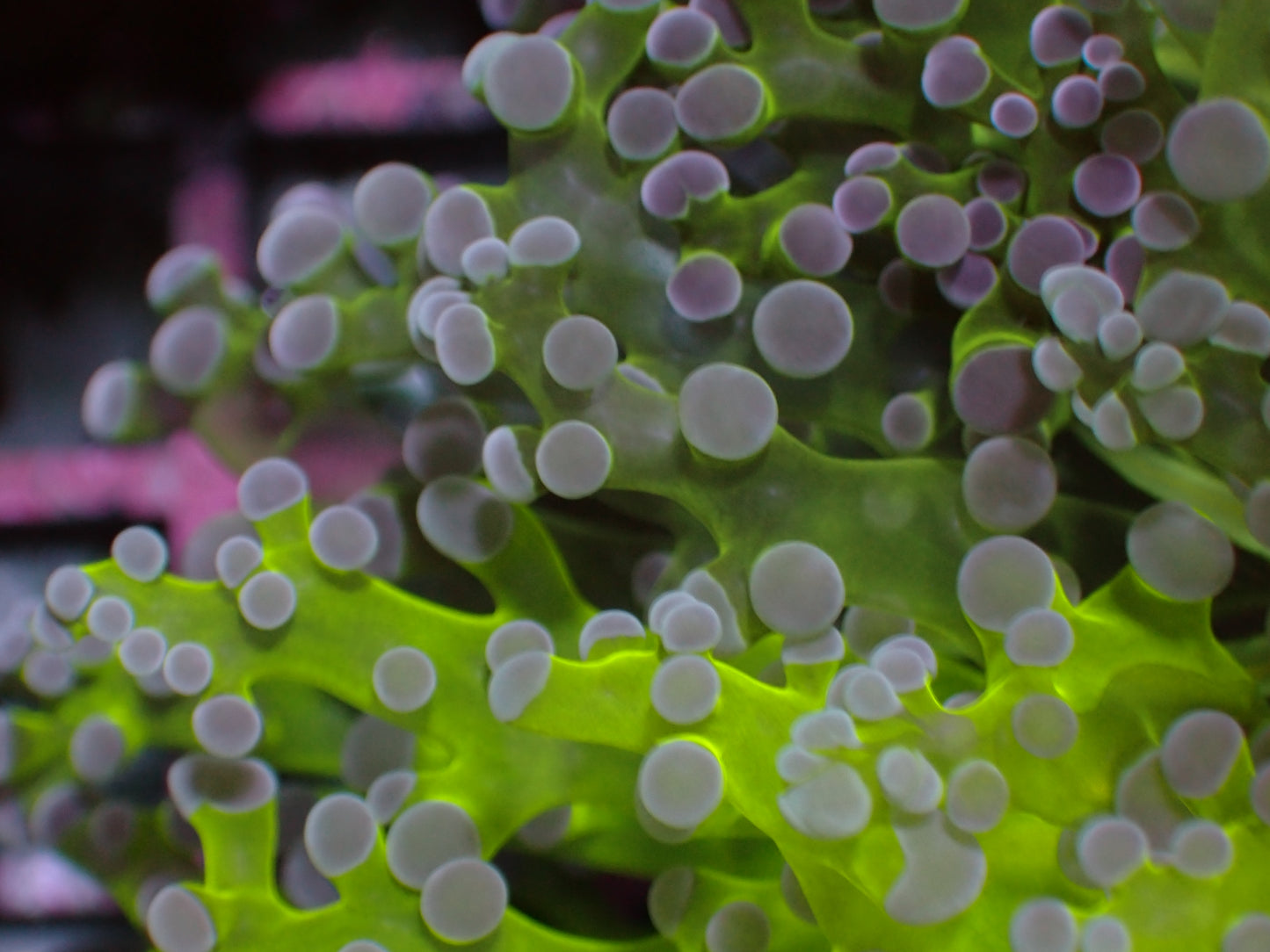 Grafted Divisa! RARE | WYSIWYG