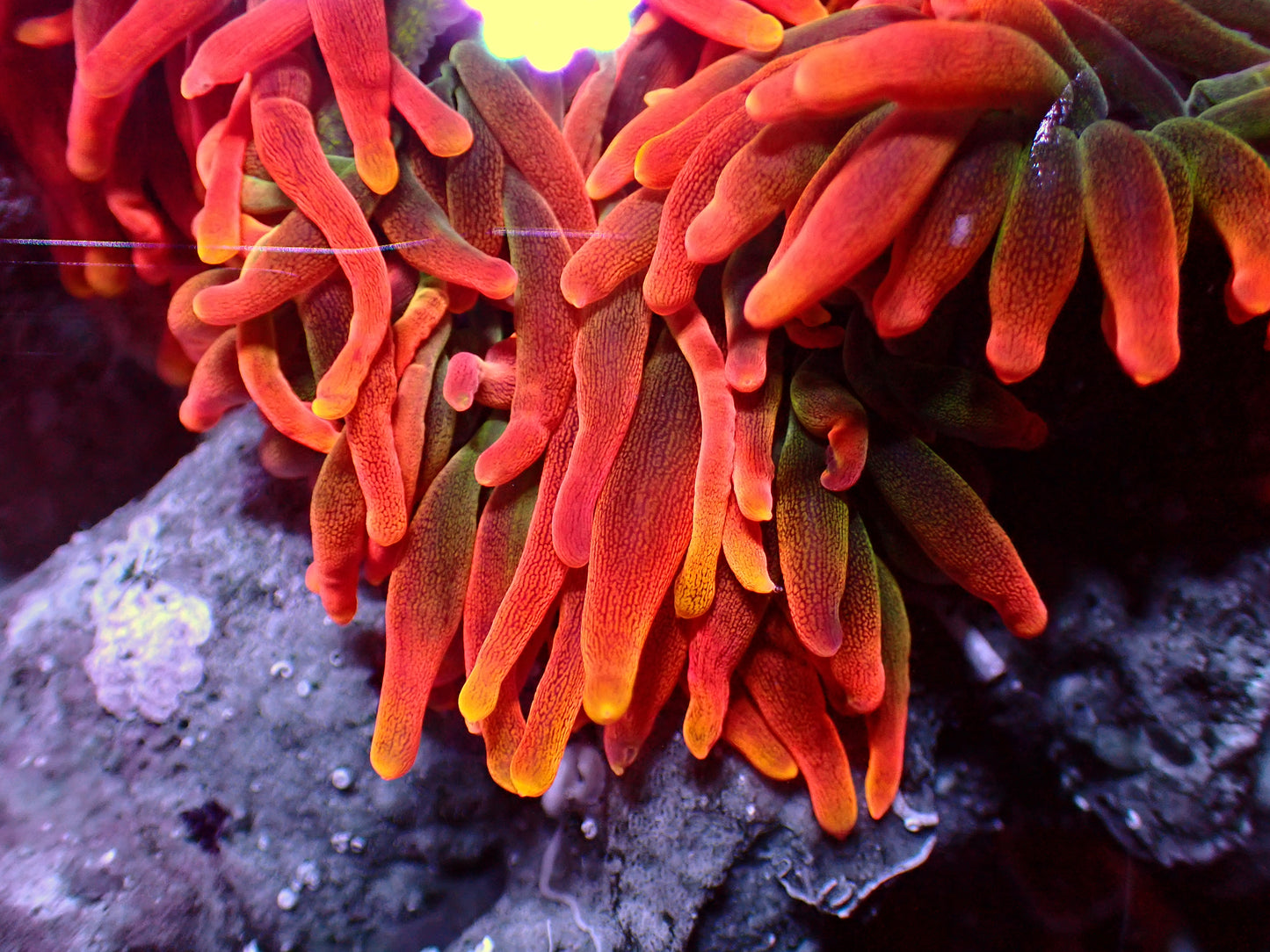 Rare! OG Colorado Sunburst Anemone | WYSIWYG