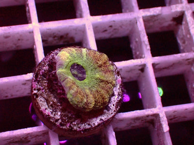 Asian Acanthastrea Master | WYSIWYG