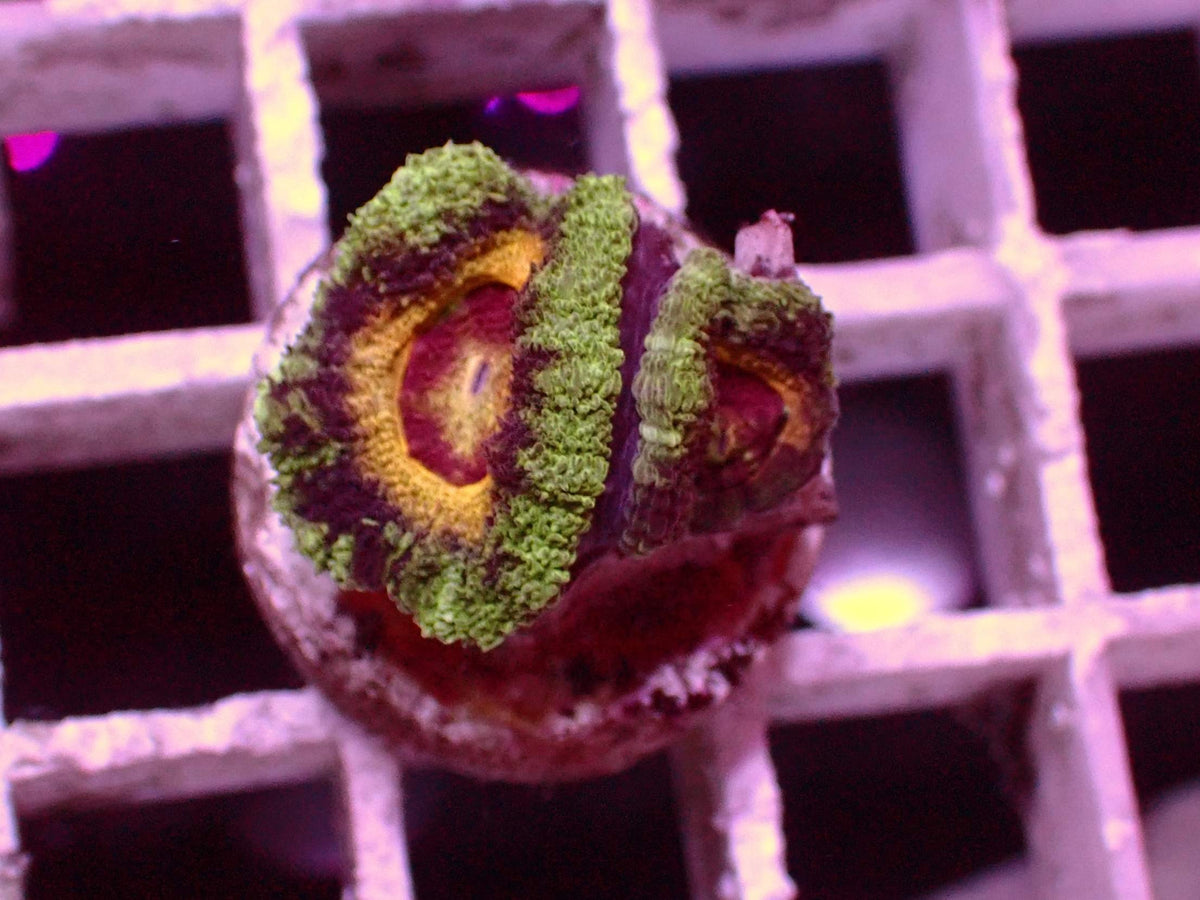 Asian Acanthastrea Honey Eyes WYSIWYG – Blaulichtaufnahme, grün mit dunkelroten Flecken, gelb-orangem Ring und roter Mitte