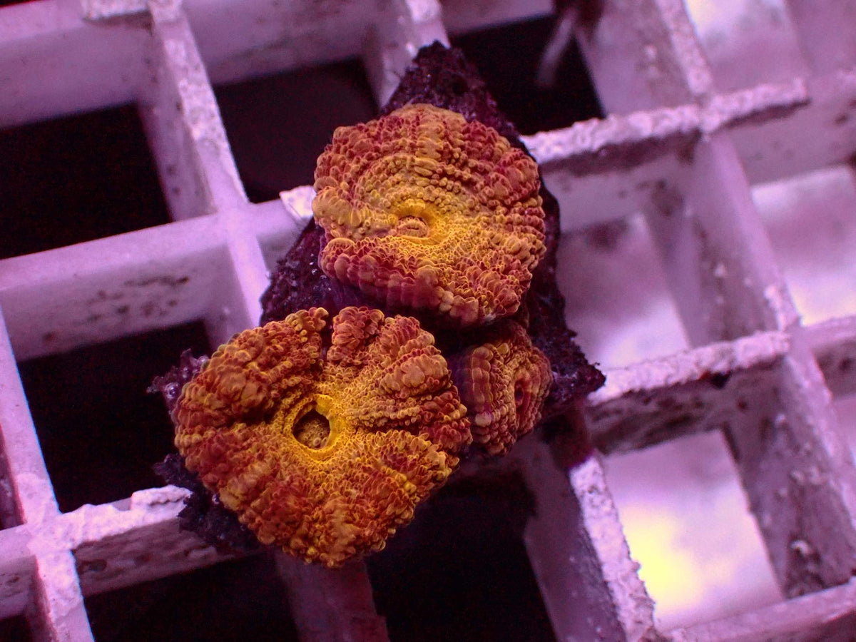 Asian Acanthastrea Gold WYSIWYG – Blaulichtaufnahme, orange-gelb mit roten Streifen