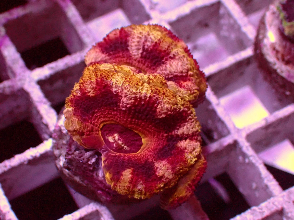 Asian Acanthastrea Mastergrade WYSIWYG – Blaulichtaufnahme, rot und gelb gefleckt mit dunkelroter Mitte