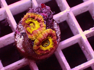 Asian Acanthastrea 1 of 1 Yellow Ufo | WYSIWYG