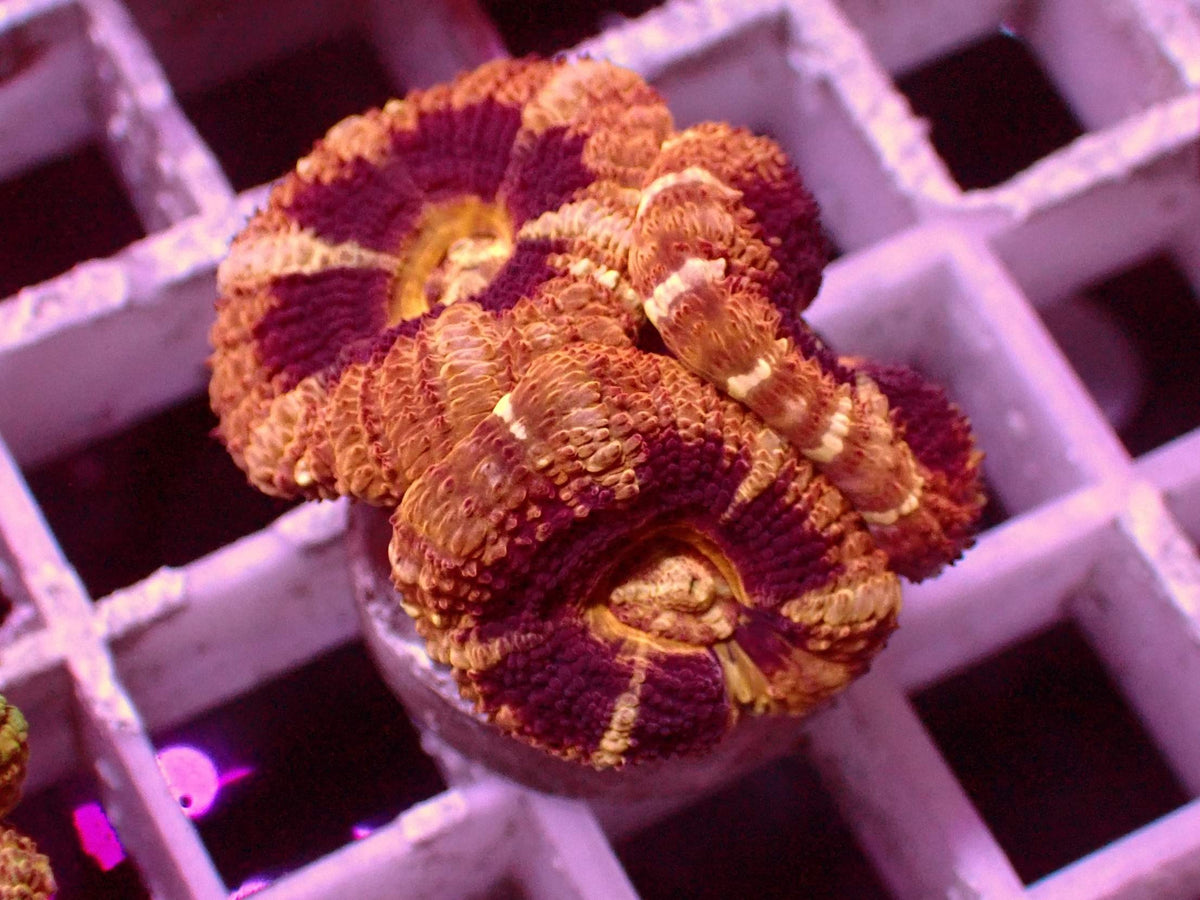 Asian Acanthastrea Golden/Black WYSIWYG – Blaulichtaufnahme, orange-braun mit dunkelroten Feldern und hellen Bändern